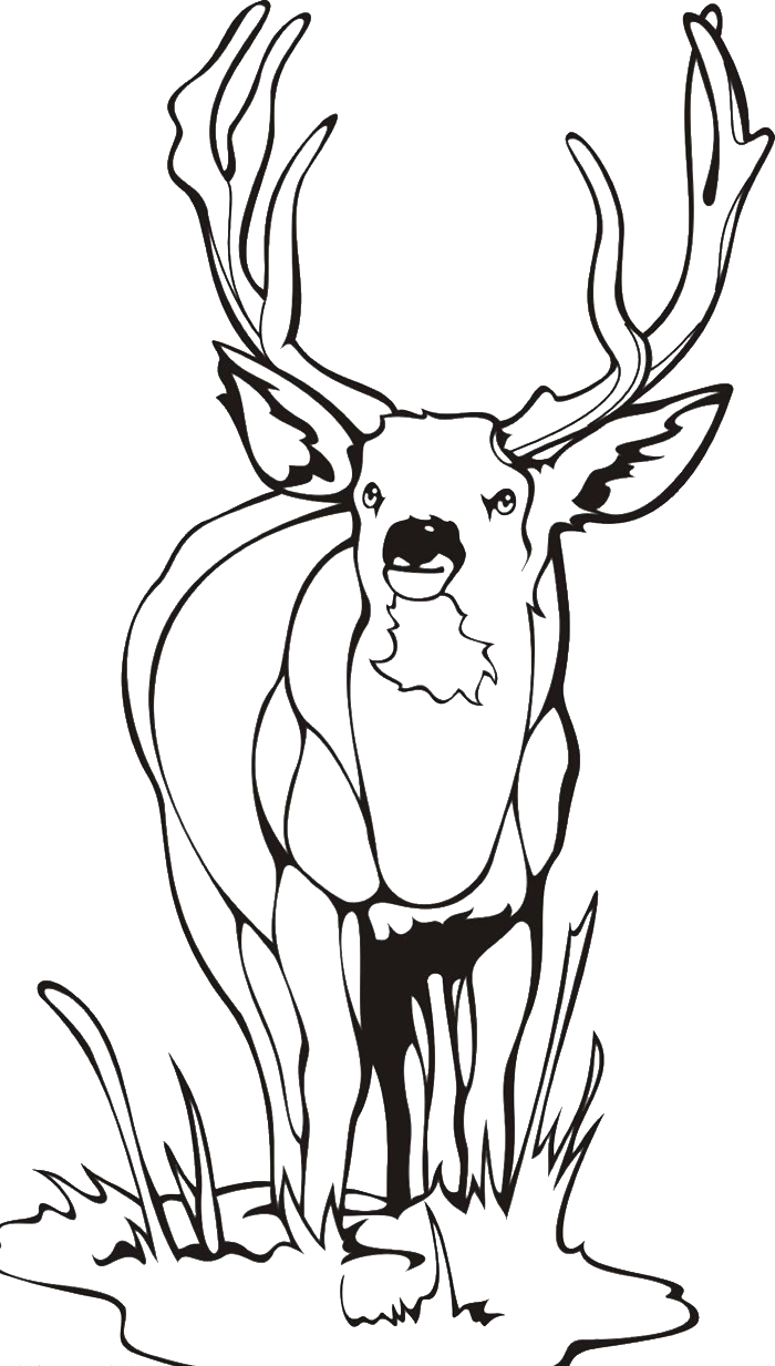 36 Majestic Elk Coloring Pages Printable 14