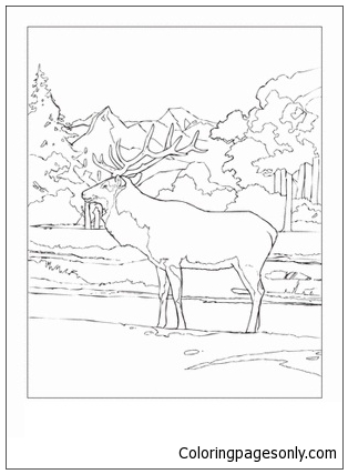 36 Majestic Elk Coloring Pages Printable 15