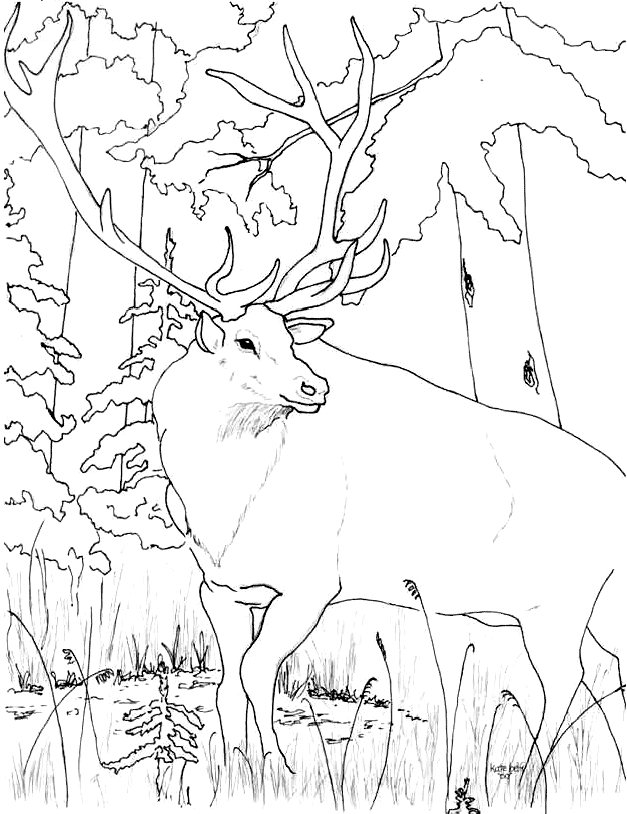 36 Majestic Elk Coloring Pages Printable 2