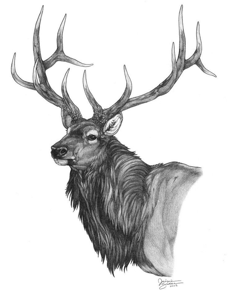 36 Majestic Elk Coloring Pages Printable 20