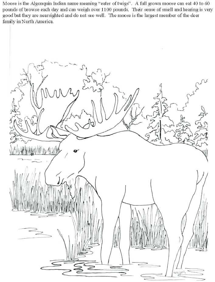 36 Majestic Elk Coloring Pages Printable 22