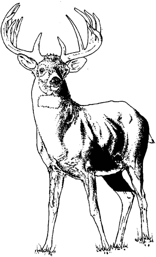 36 Majestic Elk Coloring Pages Printable 3