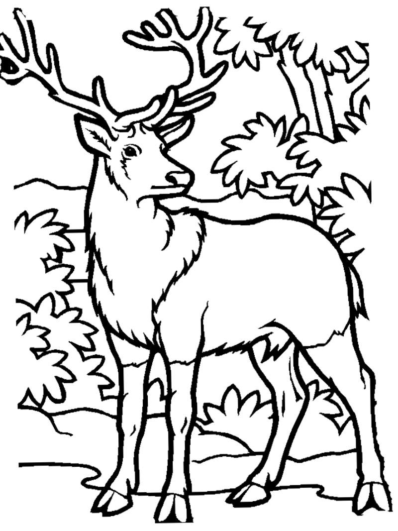 36 Majestic Elk Coloring Pages Printable 7