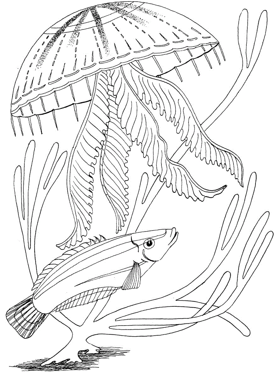 36 Ocean Adventure Coloring Pages Printable 12