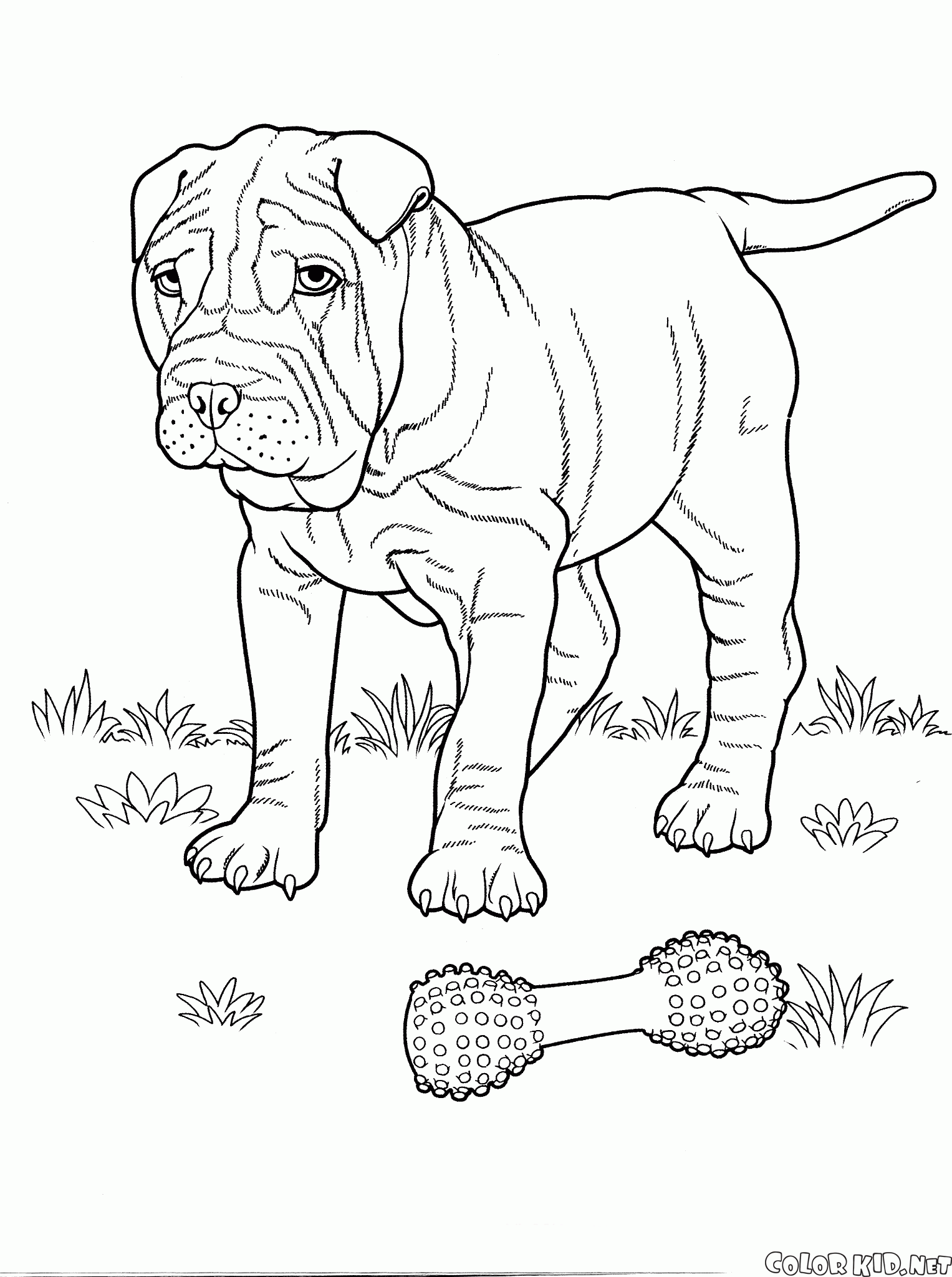 36 Realistic Dogs Coloring Pages Printable 10