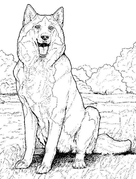 36 Realistic Dogs Coloring Pages Printable 2