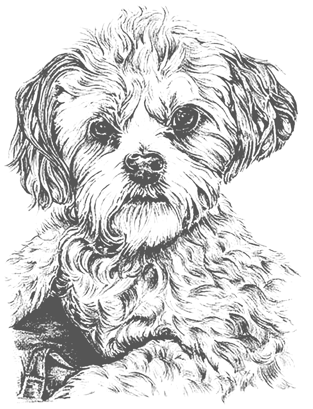 36 Realistic Dogs Coloring Pages Printable 24