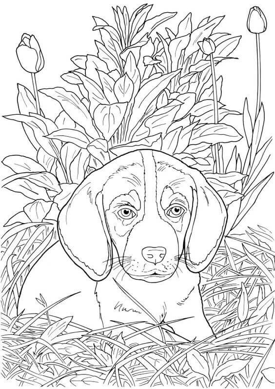 36 Realistic Dogs Coloring Pages Printable 25