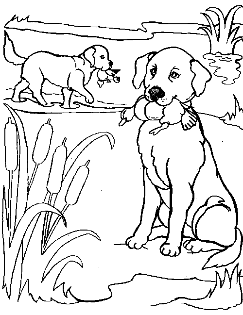 36 Realistic Dogs Coloring Pages Printable 7