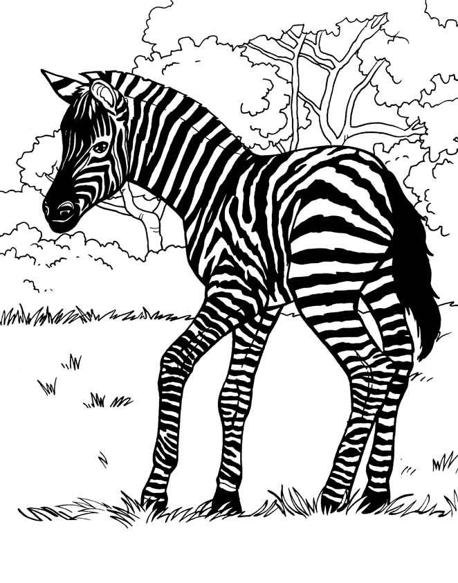 36 Zebra Coloring Pages for Kids Printable 14