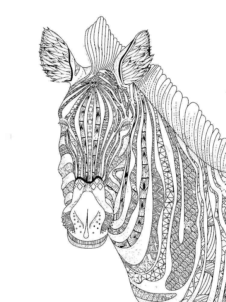 36 Zebra Coloring Pages for Kids Printable 16