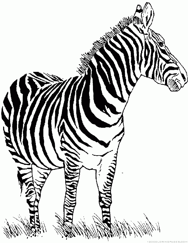 36 Zebra Coloring Pages for Kids Printable 4