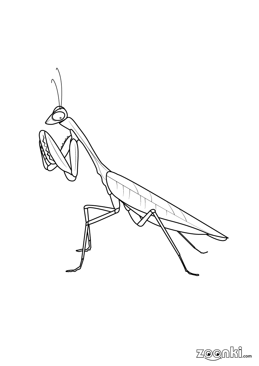 38 Fascinating Praying Mantis Coloring Pages Printable 13