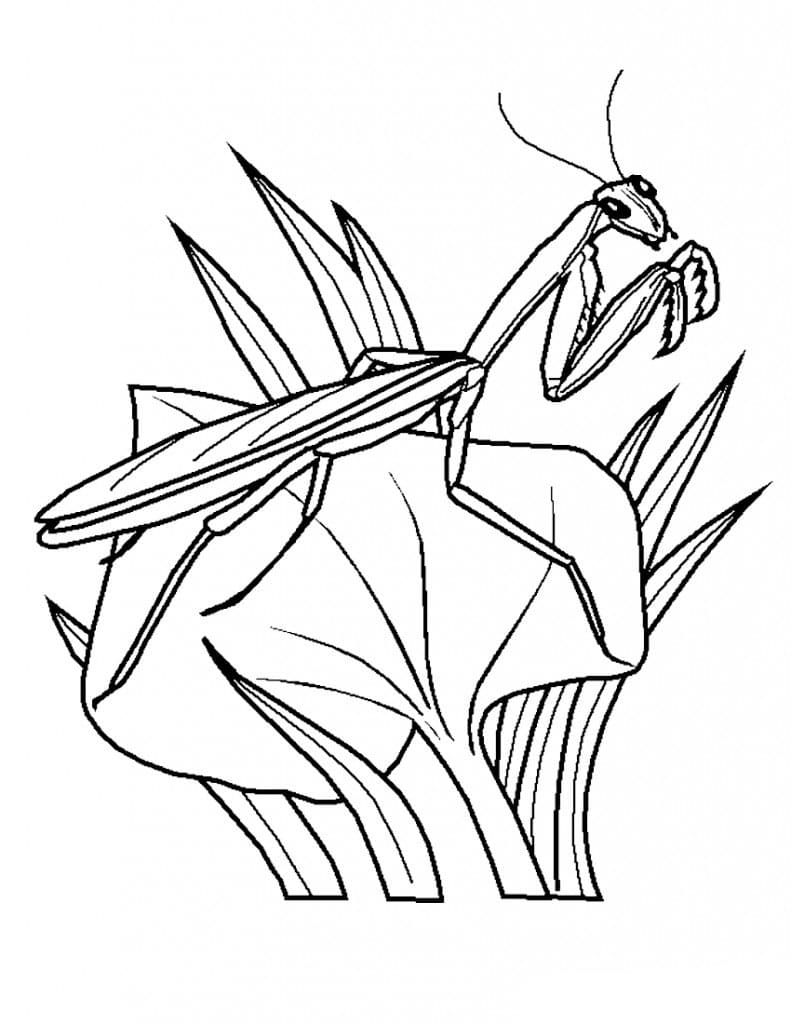 38 Fascinating Praying Mantis Coloring Pages Printable 15