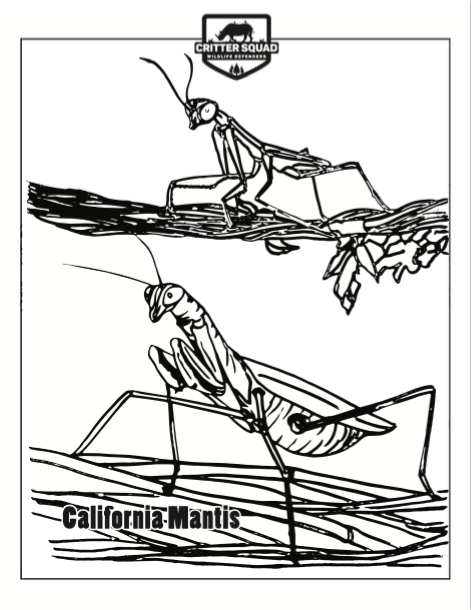 38 Fascinating Praying Mantis Coloring Pages Printable 17