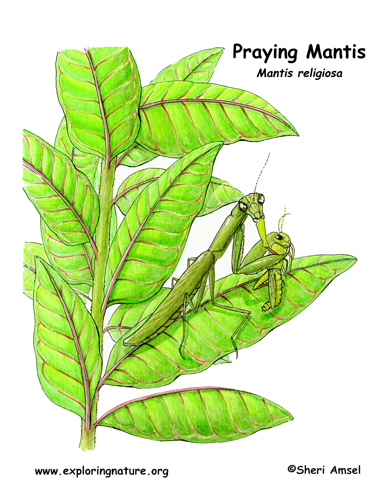 38 Fascinating Praying Mantis Coloring Pages Printable 19