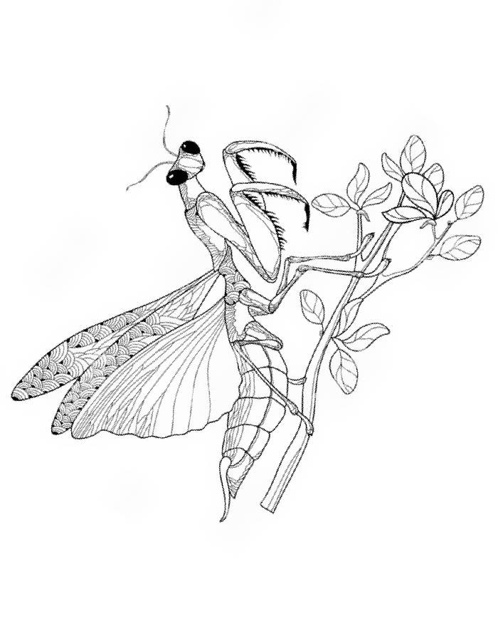 38 Fascinating Praying Mantis Coloring Pages Printable 25