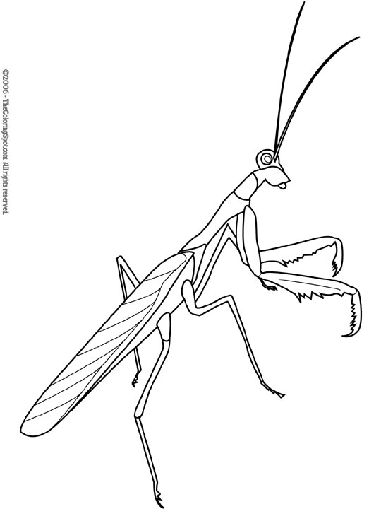 38 Fascinating Praying Mantis Coloring Pages Printable 30