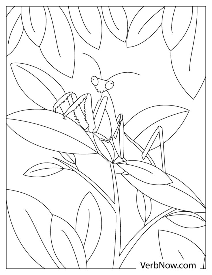 38 Fascinating Praying Mantis Coloring Pages Printable 34