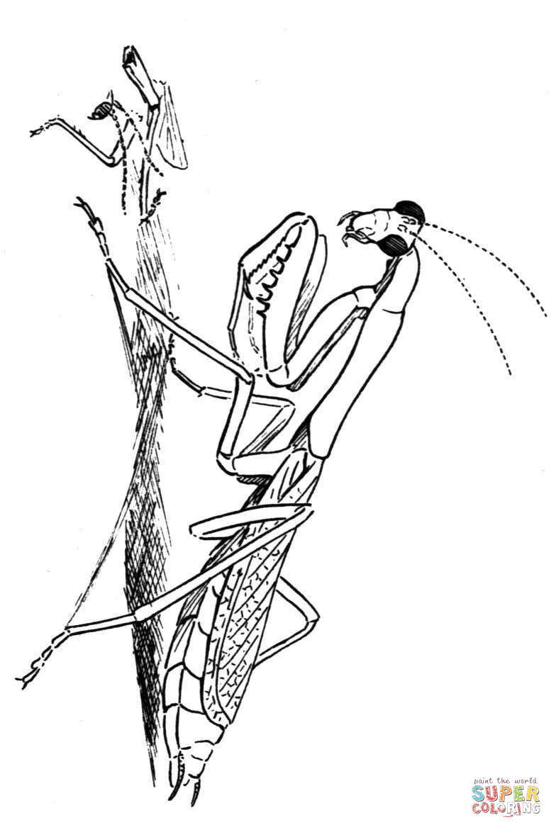 38 Fascinating Praying Mantis Coloring Pages Printable 4