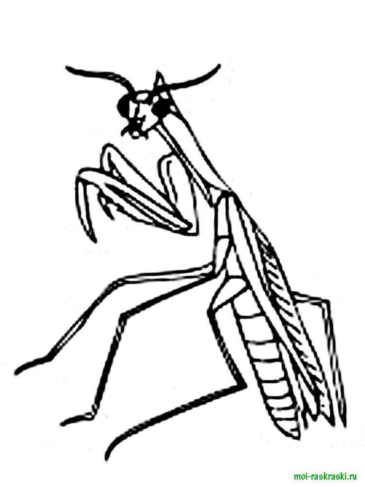 38 Fascinating Praying Mantis Coloring Pages Printable 5