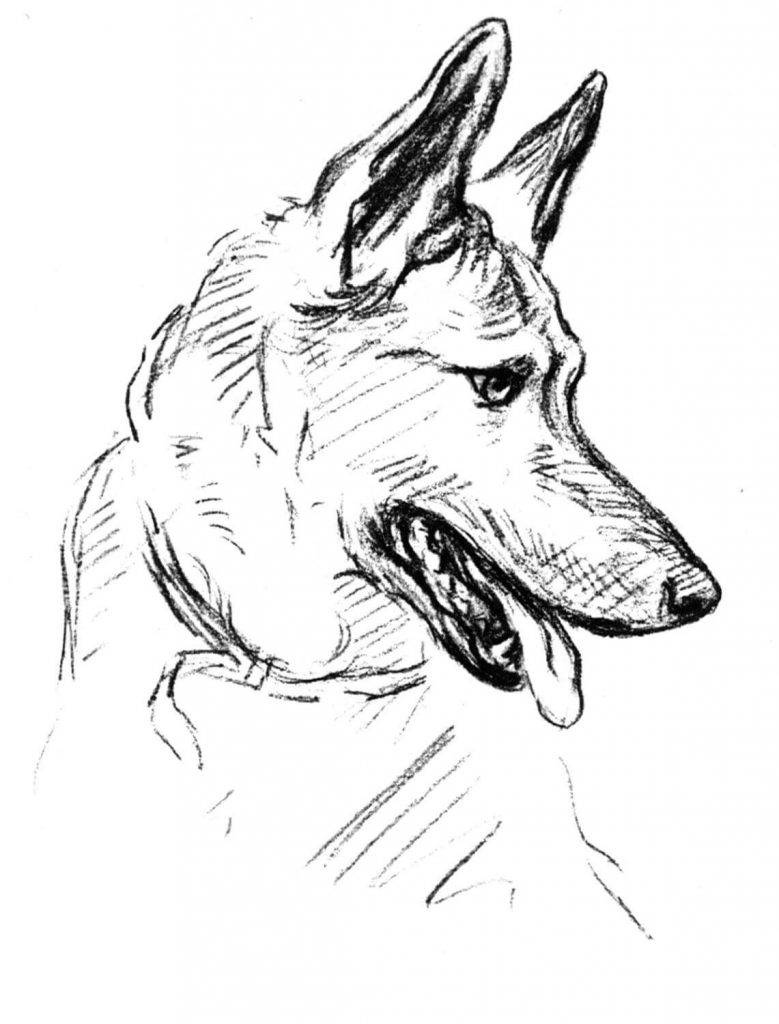 39 German Shepherd Coloring Pages Printable 1