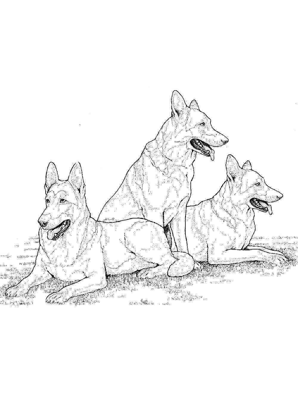 39 German Shepherd Coloring Pages Printable 4