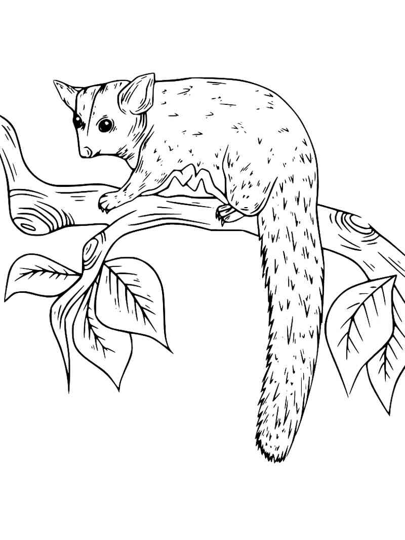 99 Sugar Glider Coloring Pages Printable 1