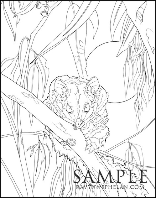 99 Sugar Glider Coloring Pages Printable 11