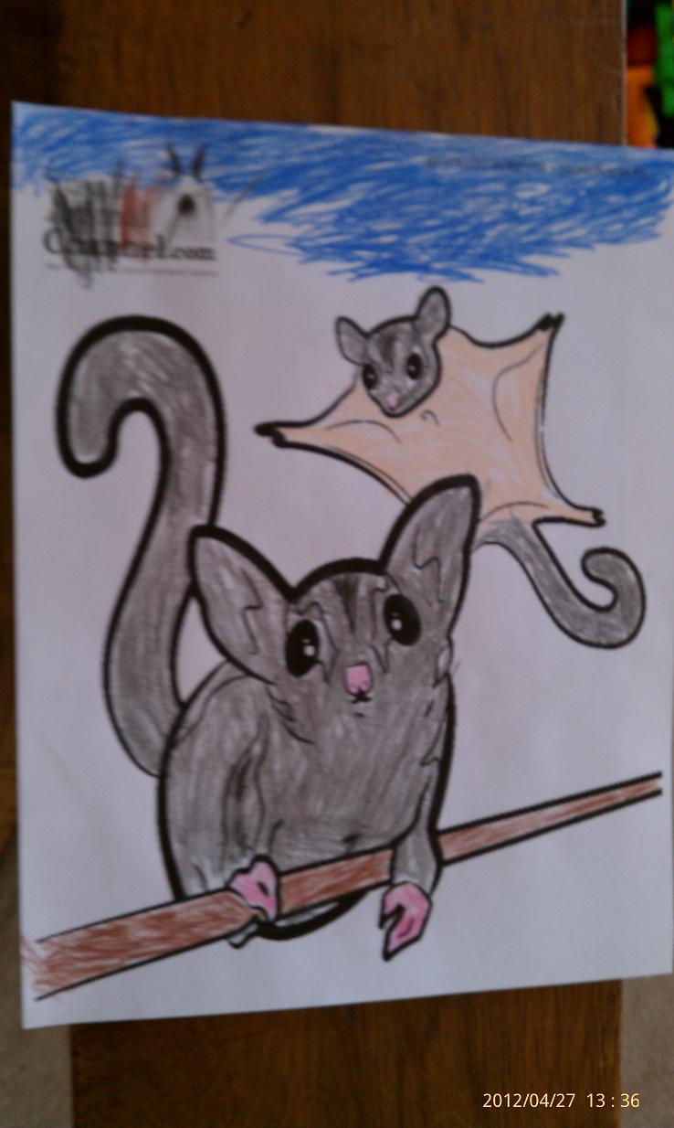 99 Sugar Glider Coloring Pages Printable 12