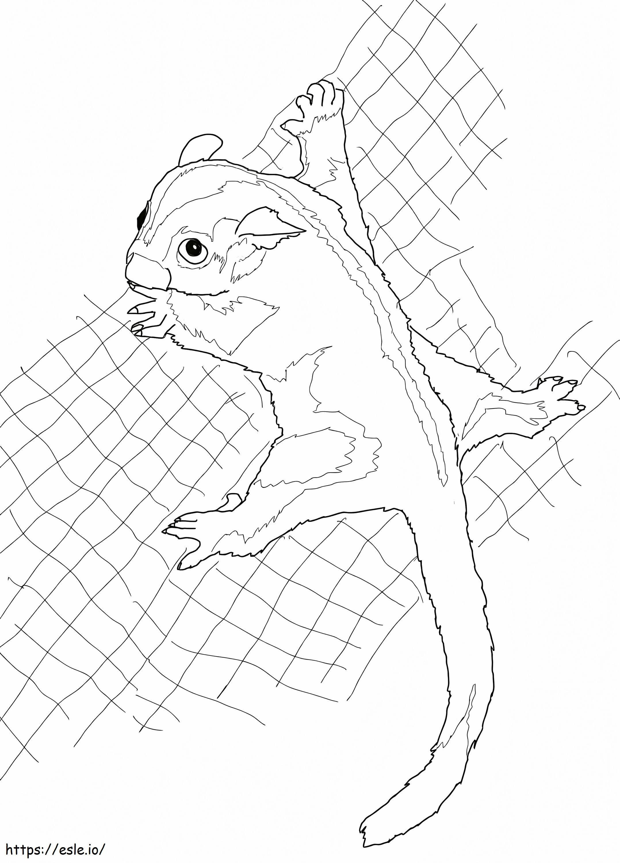 99 Sugar Glider Coloring Pages Printable 24