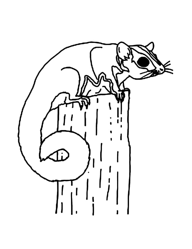 99 Sugar Glider Coloring Pages Printable 28