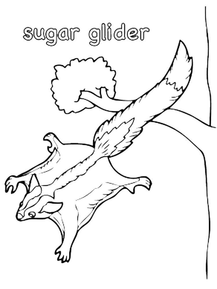 99 Sugar Glider Coloring Pages Printable 29