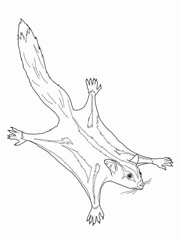 99 Sugar Glider Coloring Pages Printable 30