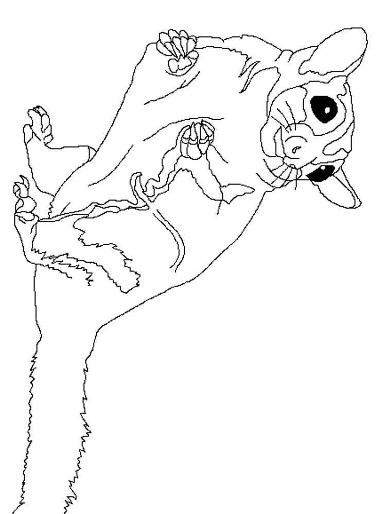 99 Sugar Glider Coloring Pages Printable 33