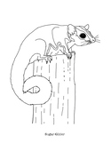 99 Sugar Glider Coloring Pages Printable 38