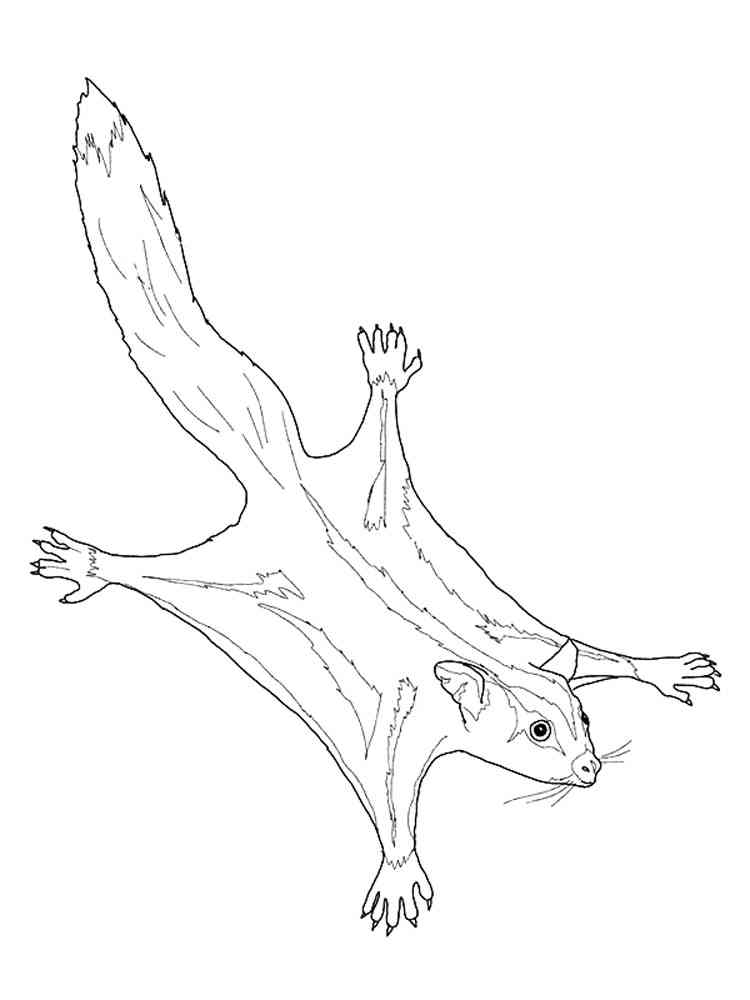 99 Sugar Glider Coloring Pages Printable 48