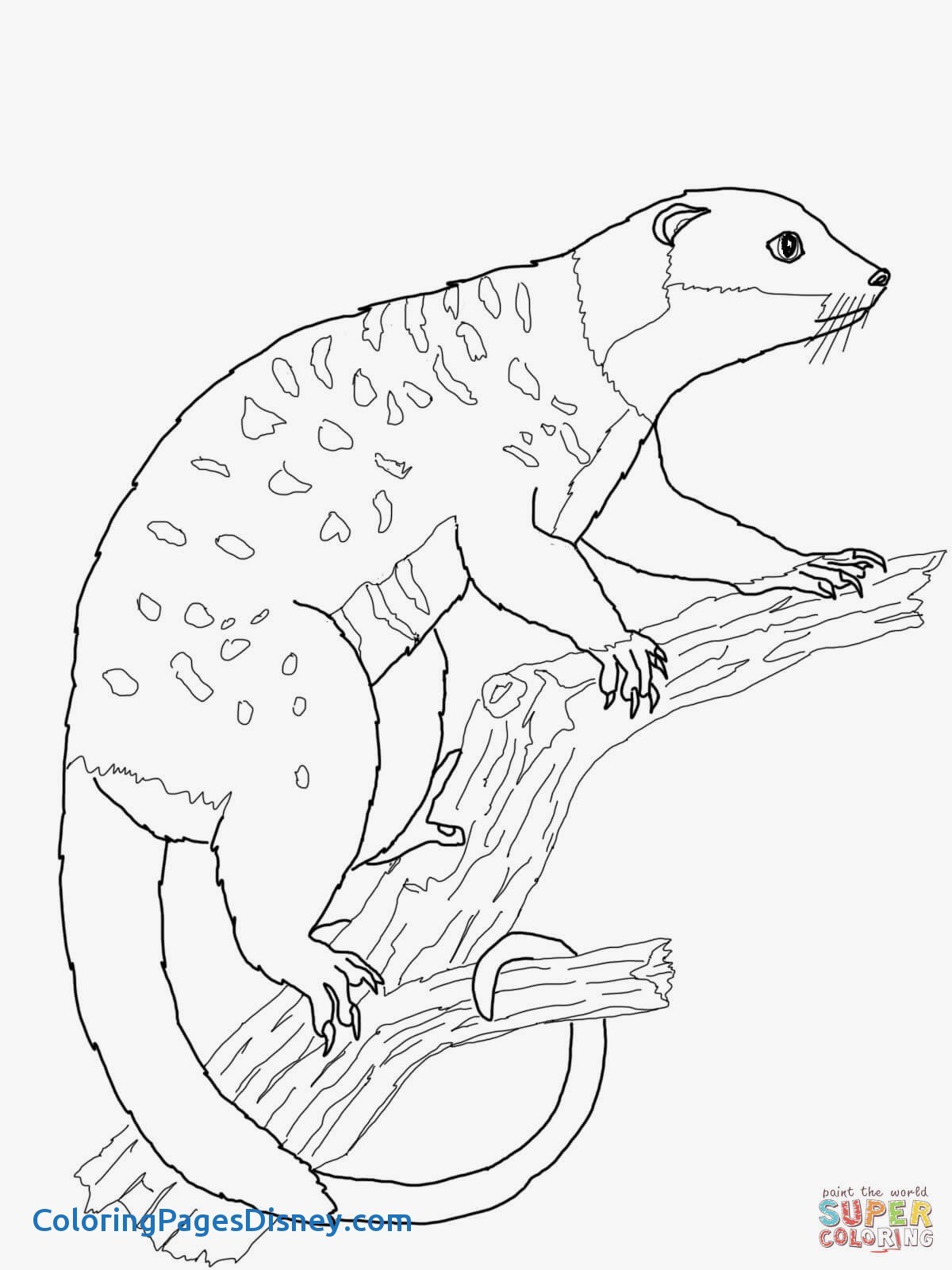 99 Sugar Glider Coloring Pages Printable 5