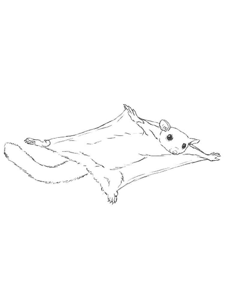 99 Sugar Glider Coloring Pages Printable 50