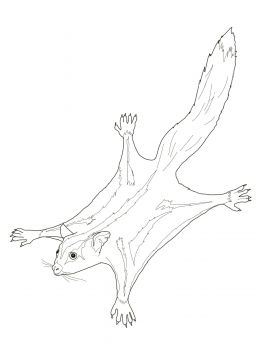 99 Sugar Glider Coloring Pages Printable 56