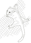 99 Sugar Glider Coloring Pages Printable 57