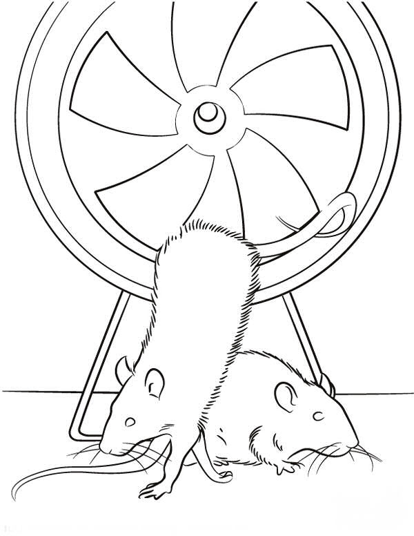 99 Sugar Glider Coloring Pages Printable 61