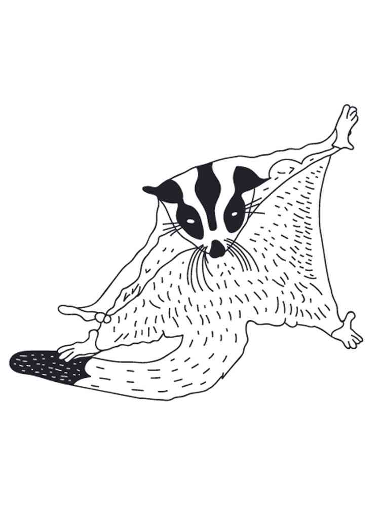 99 Sugar Glider Coloring Pages Printable 75