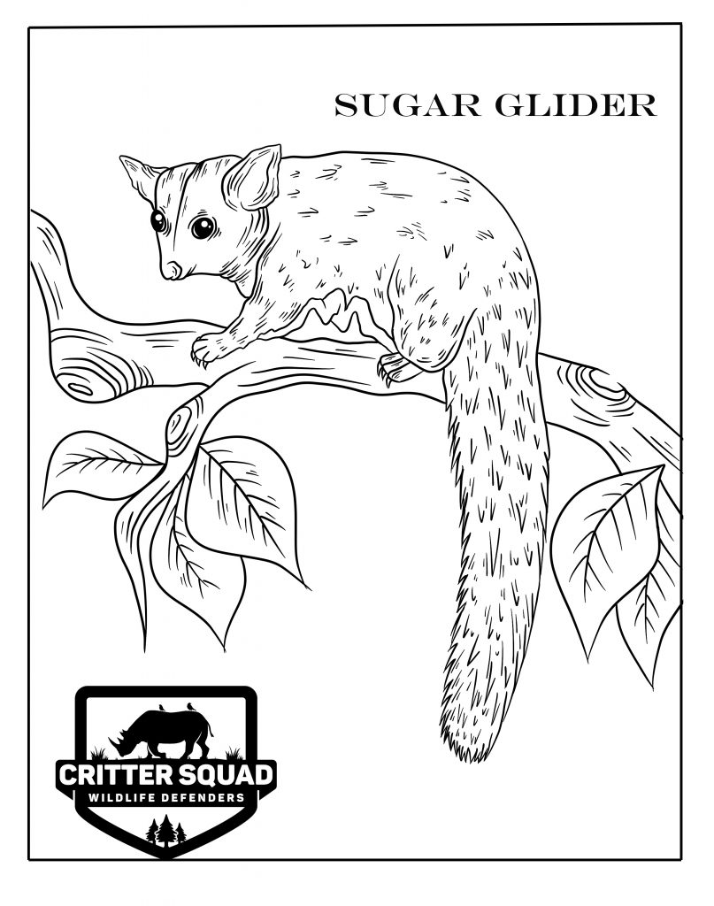 99 Sugar Glider Coloring Pages Printable 8