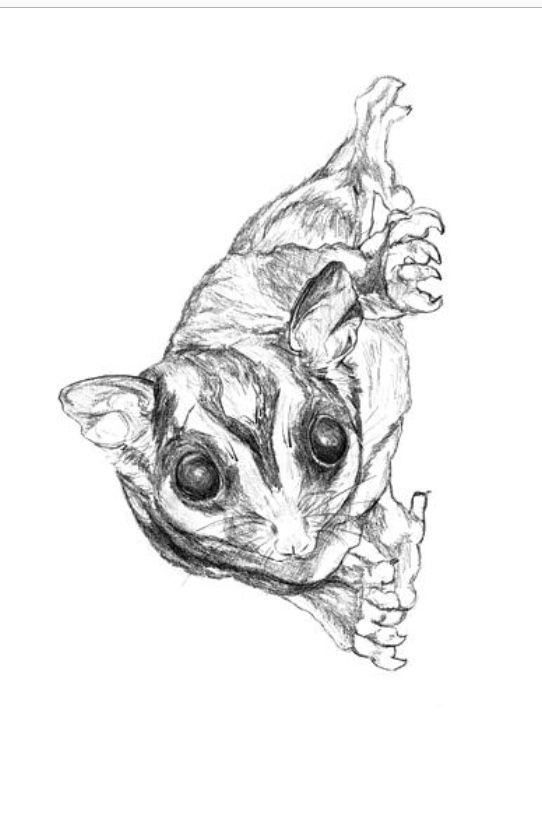 99 Sugar Glider Coloring Pages Printable 87