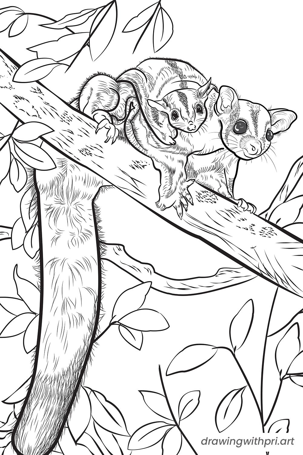 99 Sugar Glider Coloring Pages Printable 9