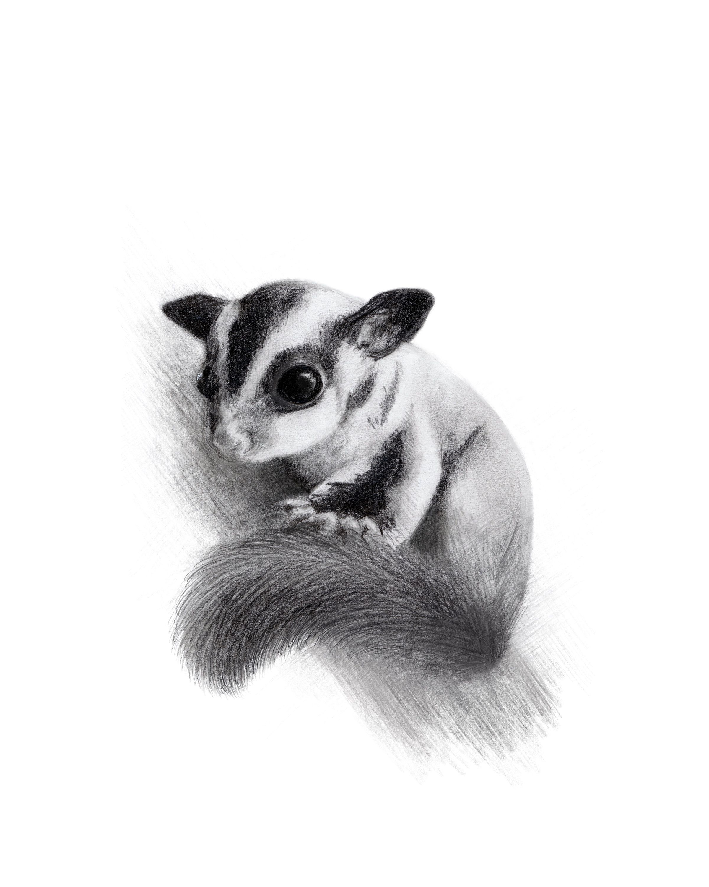 99 Sugar Glider Coloring Pages Printable 91