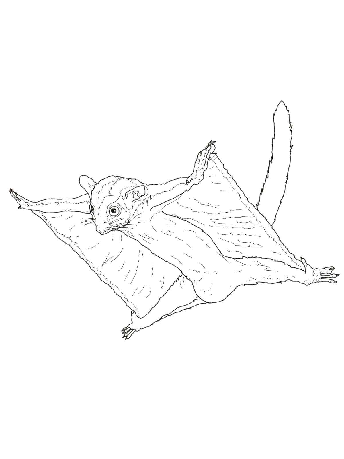 99 Sugar Glider Coloring Pages Printable 95