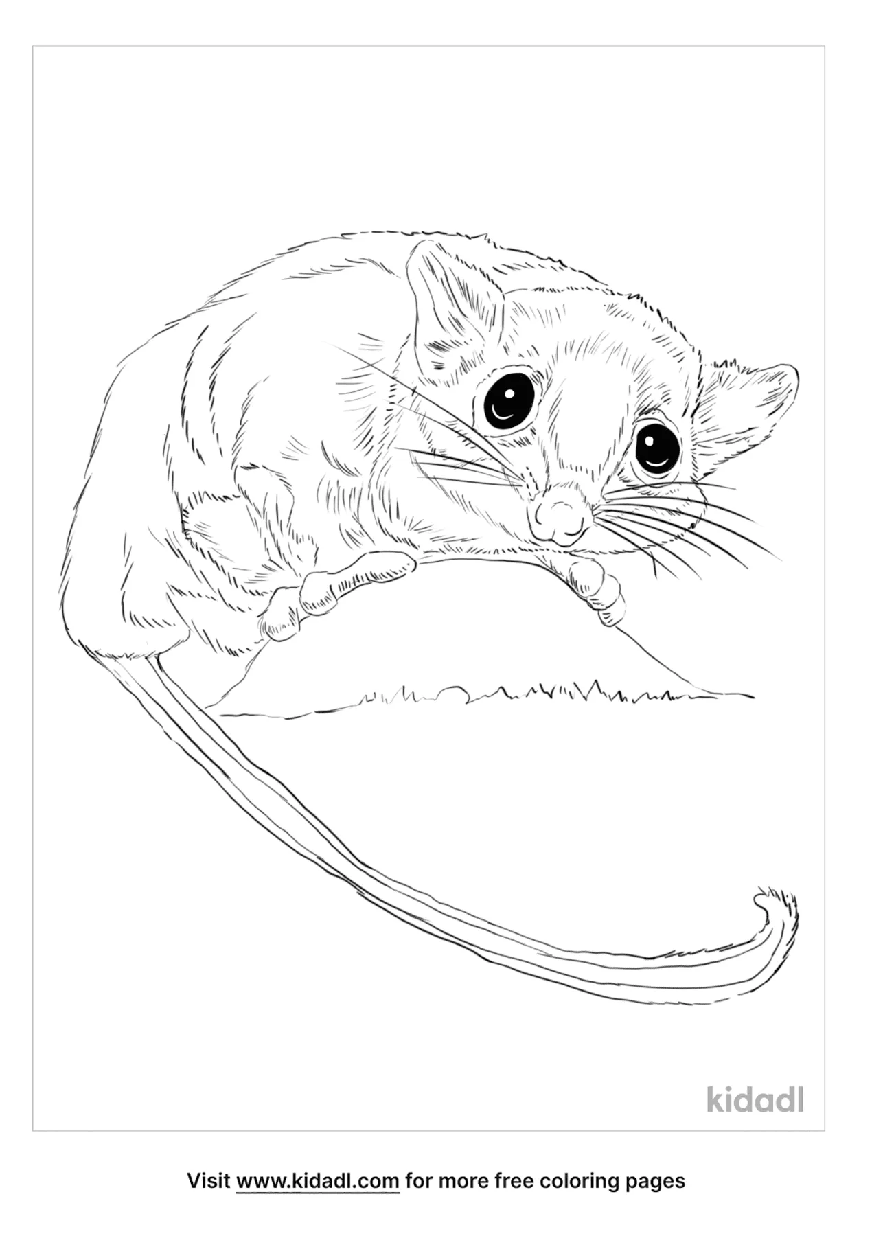 99 Sugar Glider Coloring Pages Printable 98