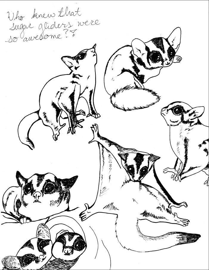 99 Sugar Glider Coloring Pages Printable 99